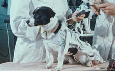 Space Dogs