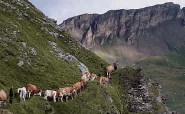Alpenland