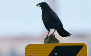 Crowes – Nature is watching us