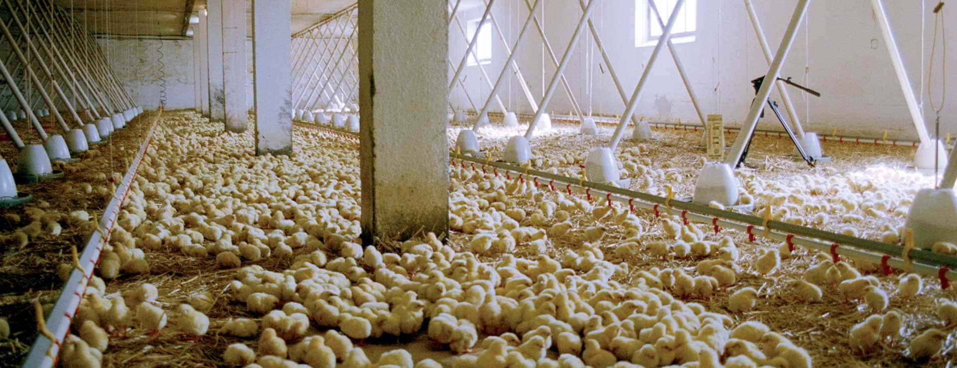 We feed the world
